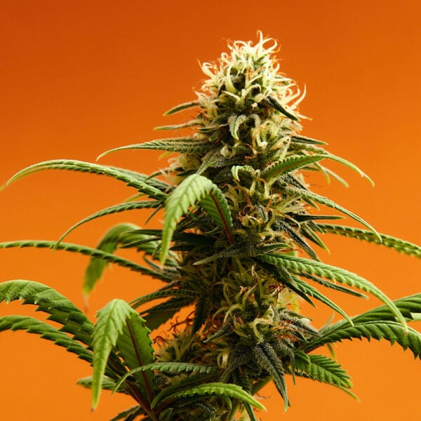 Lemon Cherry Gelato Seeds