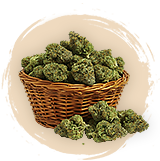 High-yield Strains