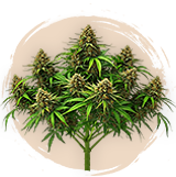 Indica