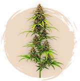 Sativa