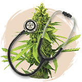 High CBD