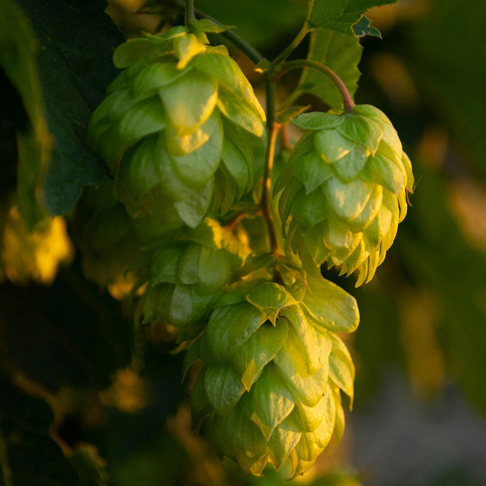 Humulus-lupulu terpenes