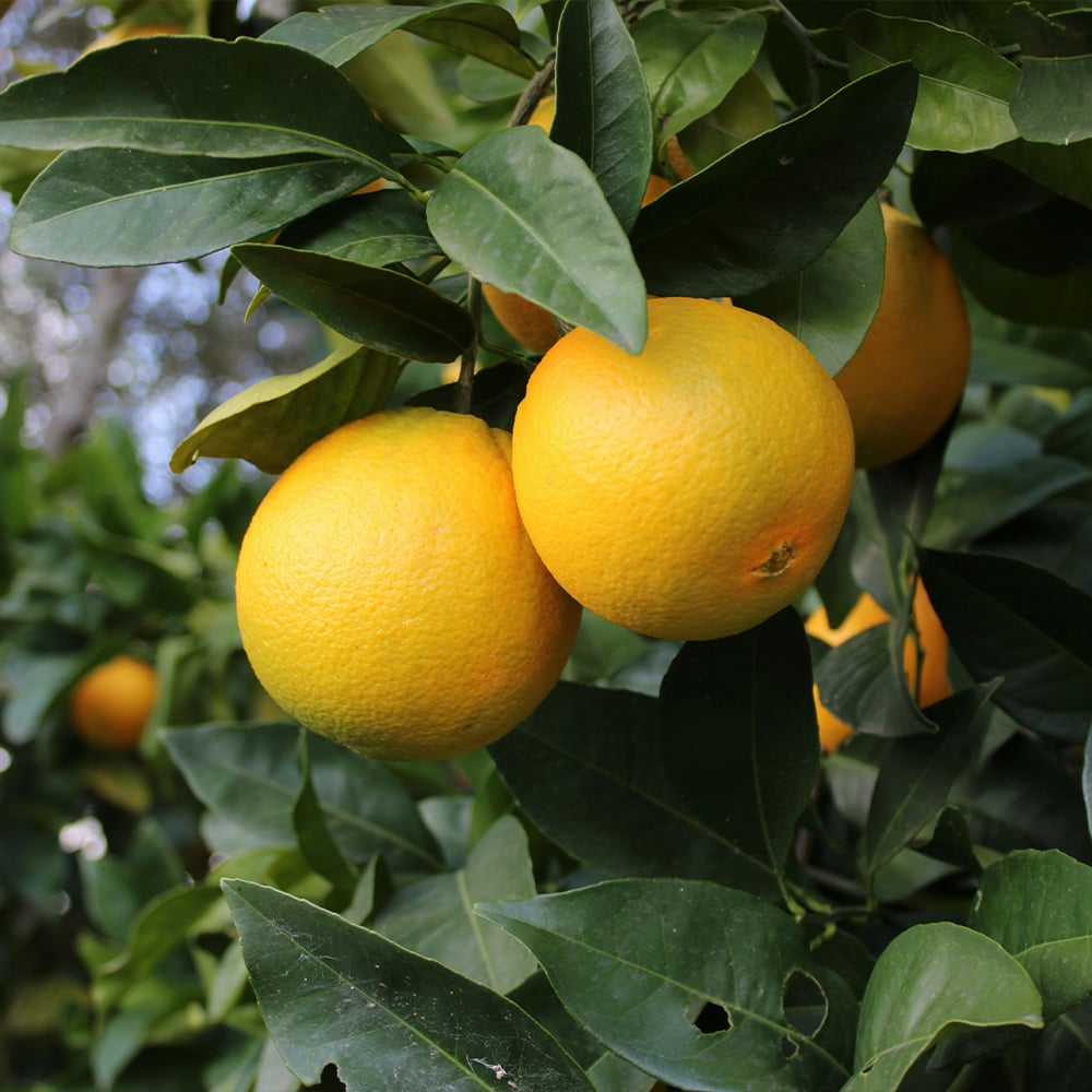 Limonene terpenes