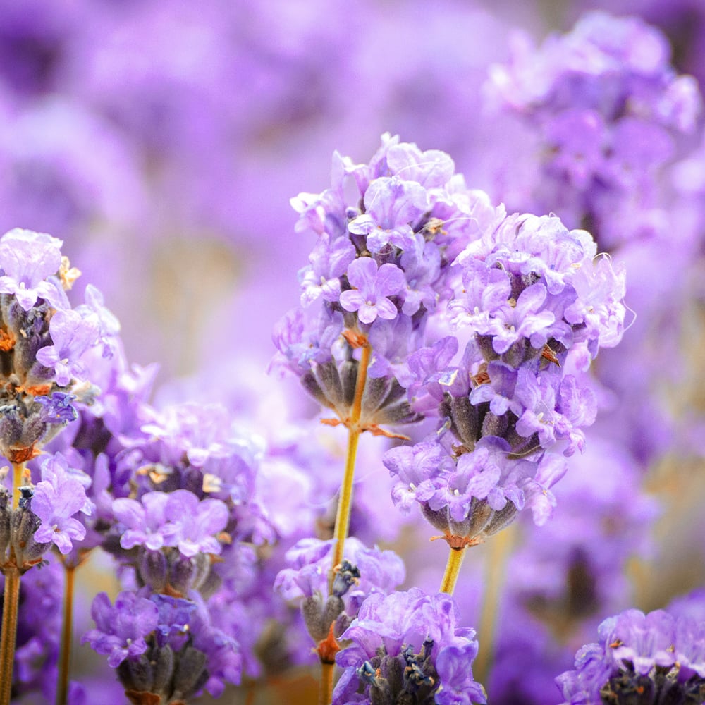 Linalool terpenes