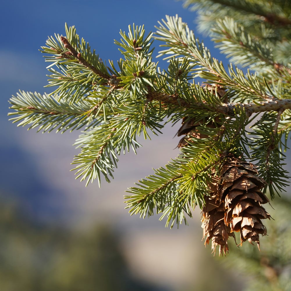 Pinene terpenes