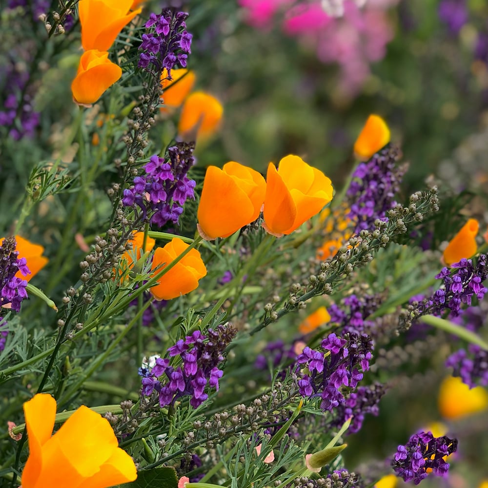 Terpinolene terpenes