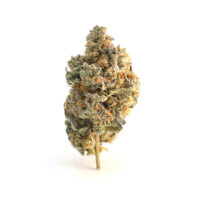 Super boof cannabis bud zoomed