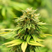 Botanist Super Boof Cannabis Premium Seeds