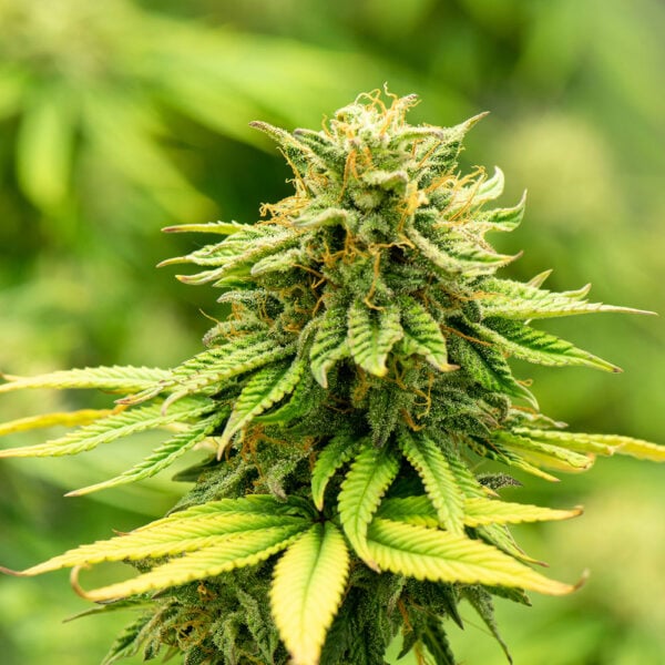 Super Boof Seeds