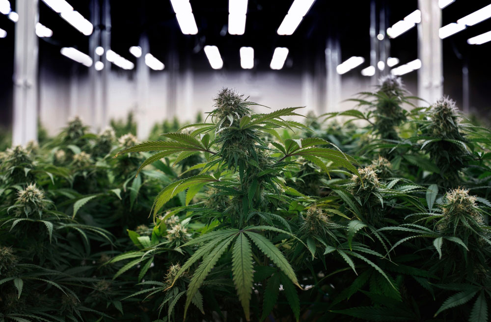 learn about us at botanist seeds