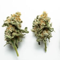 white runtz auto premium online shop buds