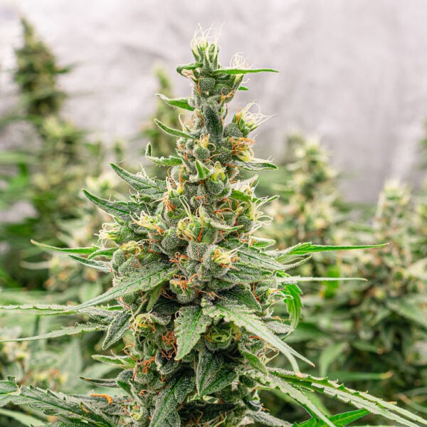 White Runtz Auto