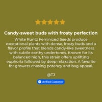 White runtz auto review