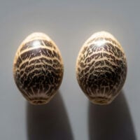 Get premium cannabis seeds white runtz auto