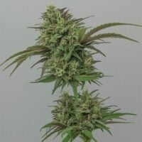 White-Runtz-Feminized-Seeds-plant-feature