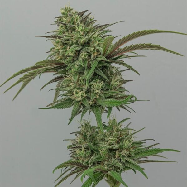 White Runtz Seeds