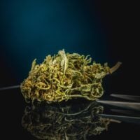 White-Runtz-bud-gallery