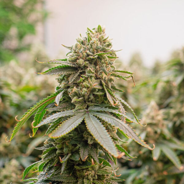 Wedding Cake Seeds