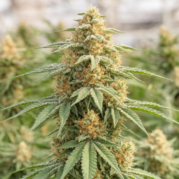Wedding Cake Seeds