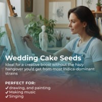 wedding cake cannabis highlight