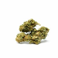 Close-up of green Afghan Kush cannabis buds