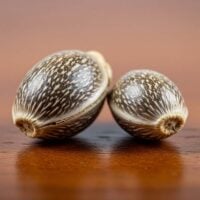 Two Afghan Kush seeds on wooden surface