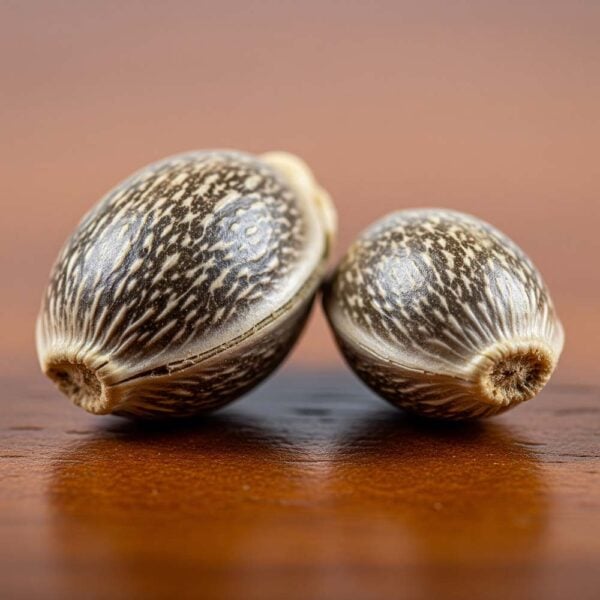 Hover image for Afghan Kush Seeds