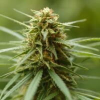 Close-up of cannabis plant bud