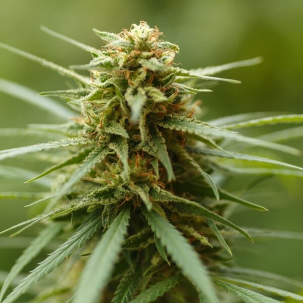Afghan Kush Seeds