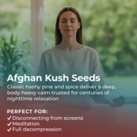Afghan Kush Seeds highlight