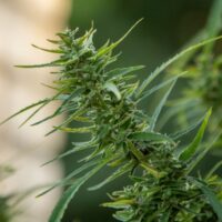 Alien OG Seeds Product Image