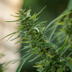 Alien OG Seeds