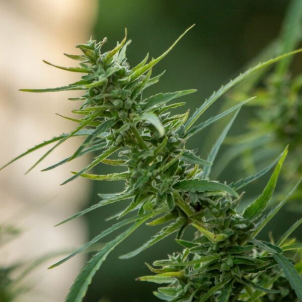 Alien OG Seeds