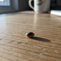 Single Banana Kush seed on wooden surface