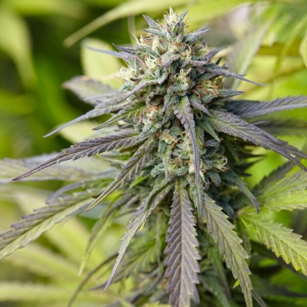 Banana Kush Seeds