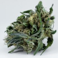 Banana Runtz Cannabis Bud