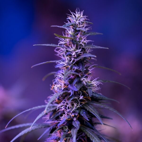 Banana Runtz Seeds