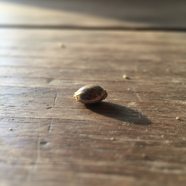 Hover image for Banana Runtz Seeds