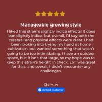Banana Runtz review