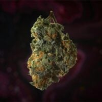 Black-Cherry-Gelato-bud-gallery