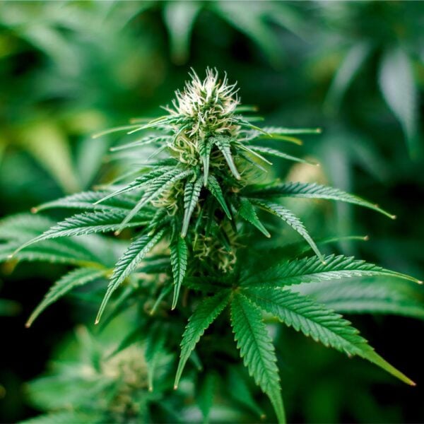 Black Cherry Gelato Seeds