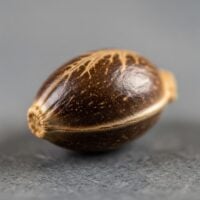 Black-Cherry-Gelato-seed-closeup