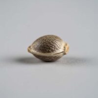 Close-up of a Black Runtz cannabis seed