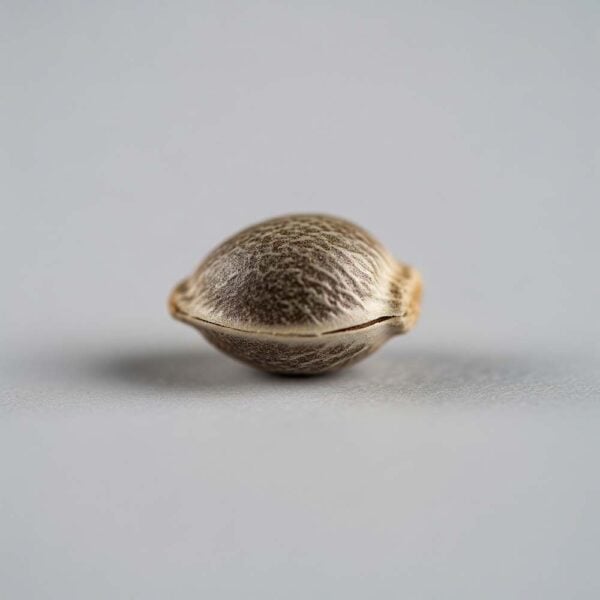 Hover image for Black Runtz Seeds