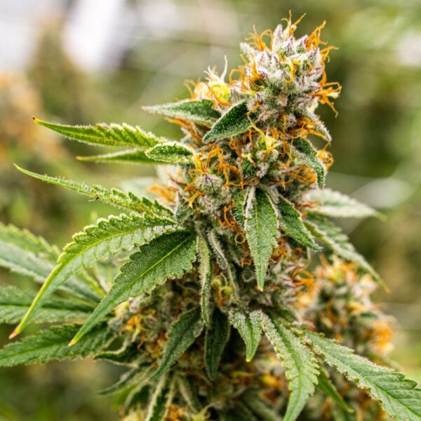 Black Runtz Seeds
