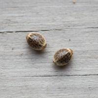 Two Blackberry Kush cannabis seeds on wooden surface