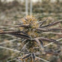 Close-up of Blackberry Kush cannabis plant bud
