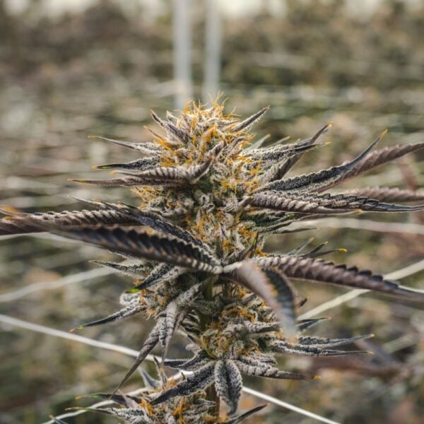 Blackberry Kush Seeds