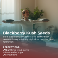 Blackberry Kush Seeds highlight