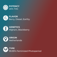 Blackberry Kush Seeds specs
